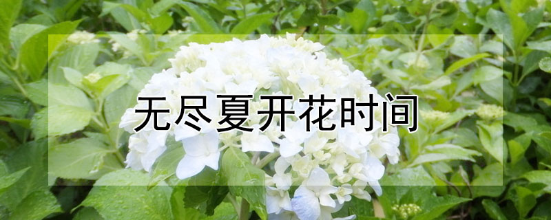 無盡夏開花時間