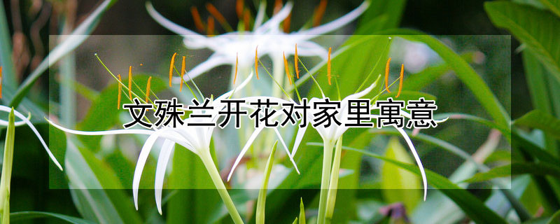 文殊蘭開花對家裏寓意