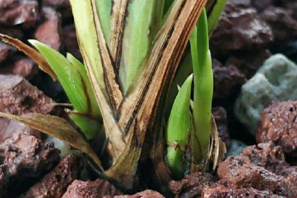 蘭花根幹枯怎麼補救