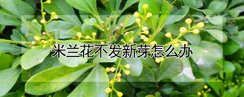 米蘭花不發新芽怎麼辦