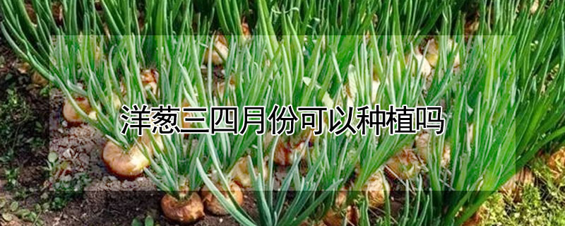 洋蔥三四月份可以種植嗎