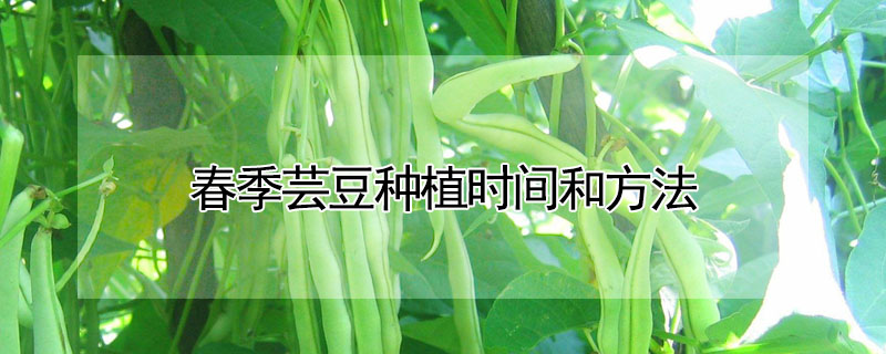 春季芸豆種植時間和方法