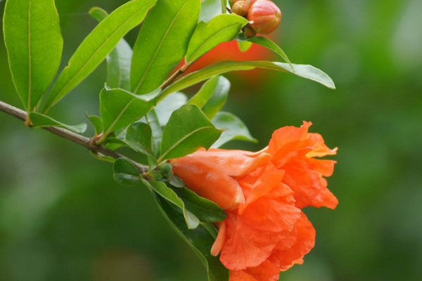 石榴花葉子發黃掉葉怎麼辦