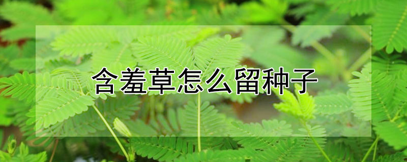 含羞草怎麼留種子