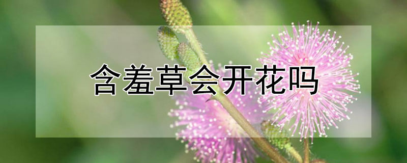 含羞草會開花嗎