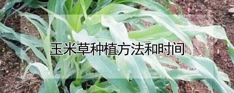 玉米草種植方法和時間