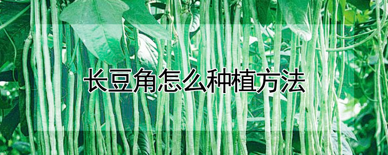 長豆角怎麼種植方法