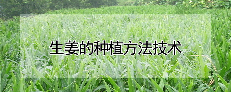 生薑的種植方法技術