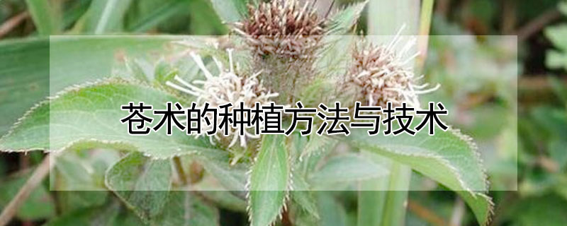 蒼術的種植方法與技術