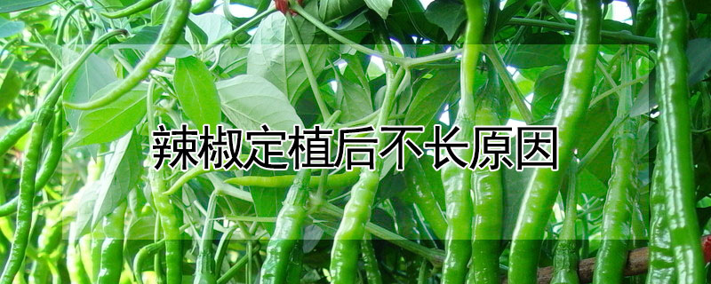 辣椒定植後不長原因