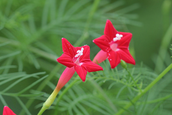 星星花是什麼花