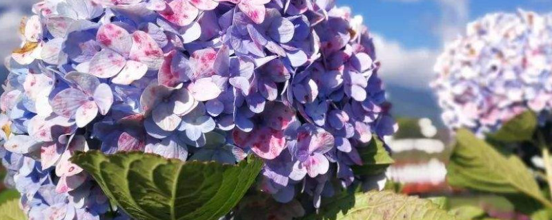 繡球花夏天怎麼澆水