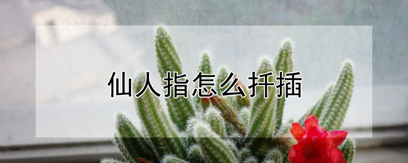 仙人指怎麼扡插