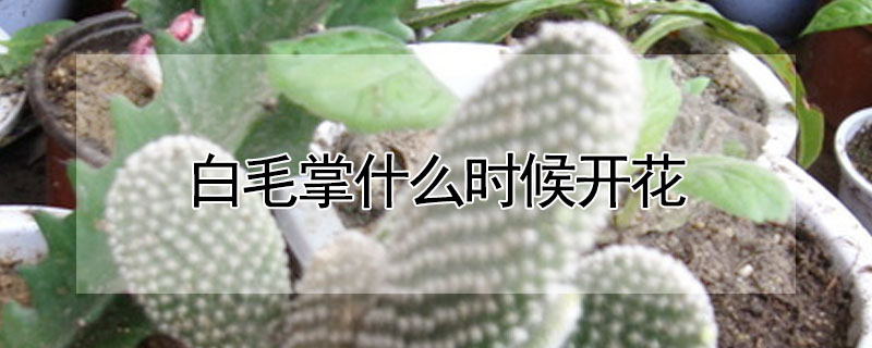 白毛掌什麼時候開花