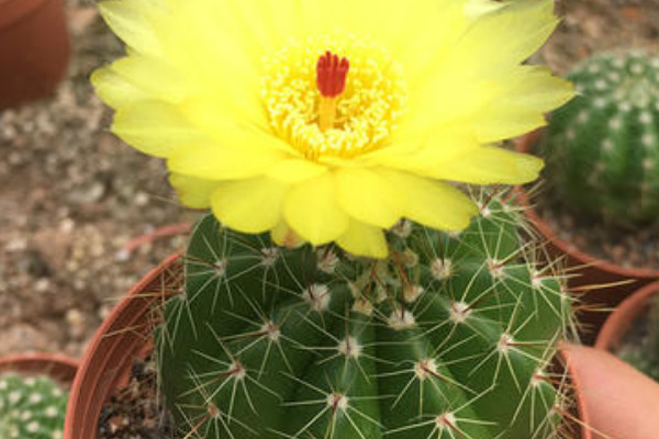 仙人球開花時間多長