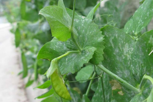 荷蘭豆不開花怎麼辦