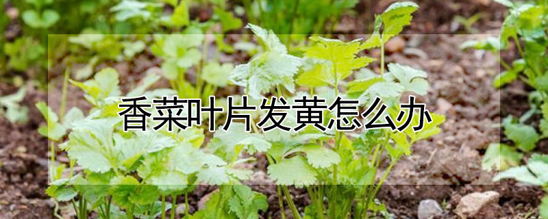 香菜葉片發黃怎麼辦