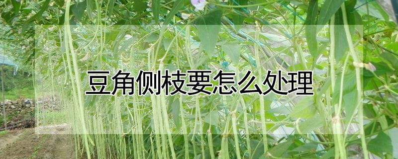 豆角側枝要怎麼處理