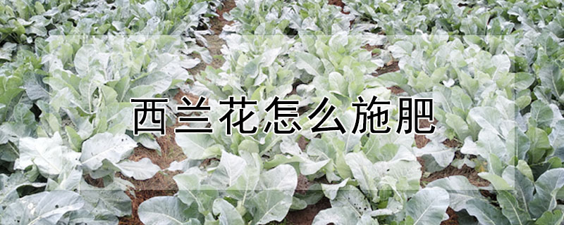 西蘭花怎麼施肥