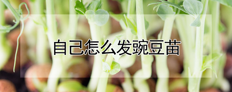 自己怎麼發豌豆苗