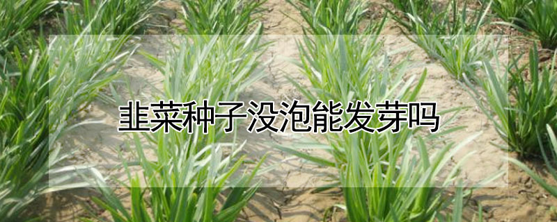 韭菜種子沒泡能發芽嗎