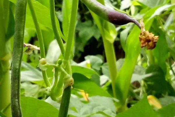 露地豆角種植時間和方法