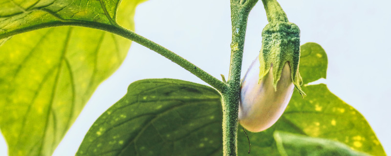 茄子不催芽幾天出苗