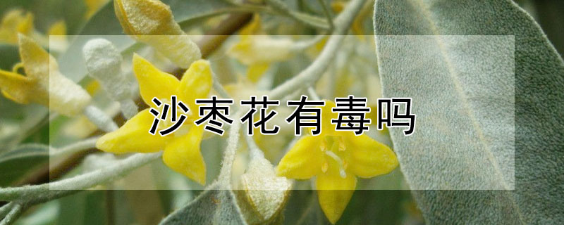 沙棗花有毒嗎