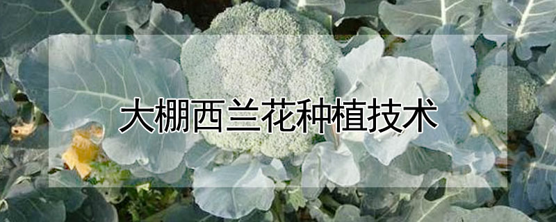 大棚西蘭花種植技術