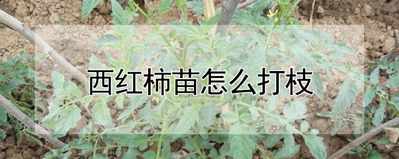 西紅柿苗怎麼打枝