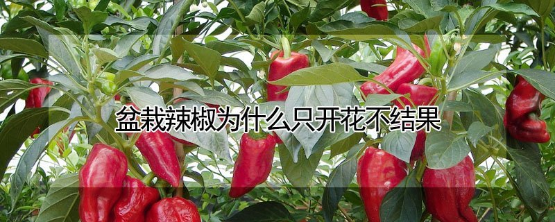 盆栽辣椒為什麼隻開花不結果