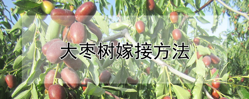 大棗樹嫁接方法