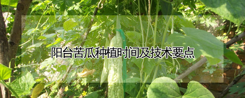 陽台苦瓜種植時間及技術要點