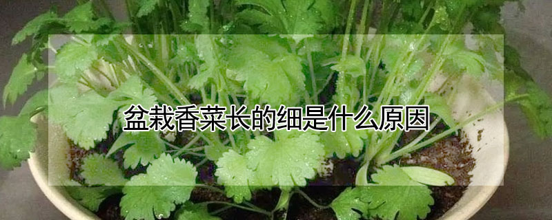 盆栽香菜長的細是什麼原因