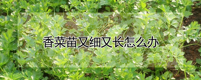 香菜苗又細又長怎麼辦