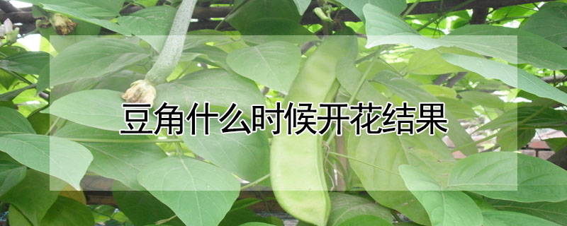 豆角什麼時候開花結果