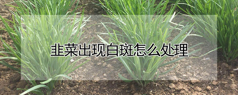 韭菜出現白斑怎麼處理