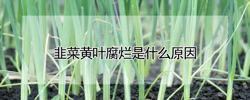 韭菜黃葉腐爛是什麼原因