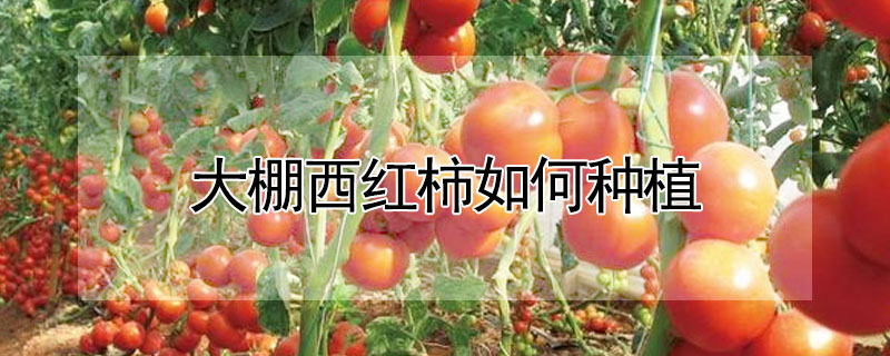 大棚西紅柿如何種植