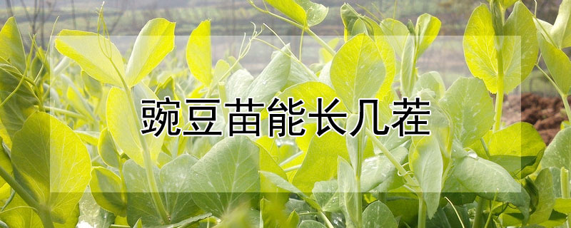 豌豆苗能長幾茬