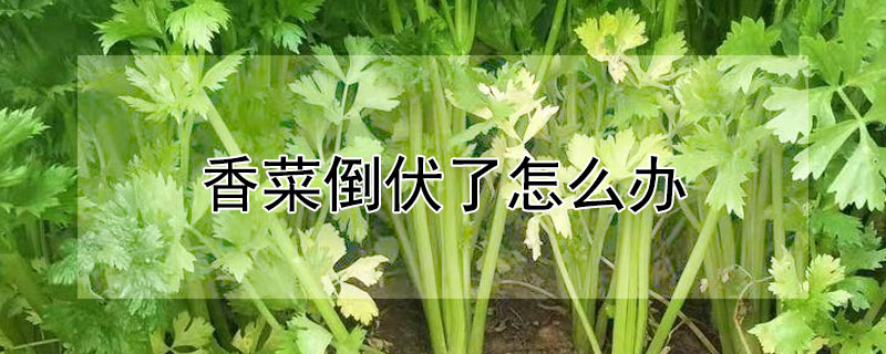 香菜倒伏了怎麼辦