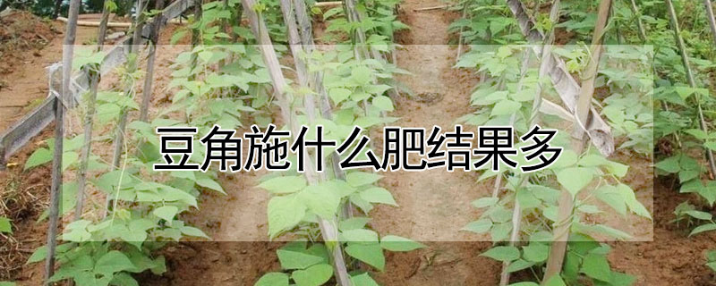 豆角施什麼肥結果多