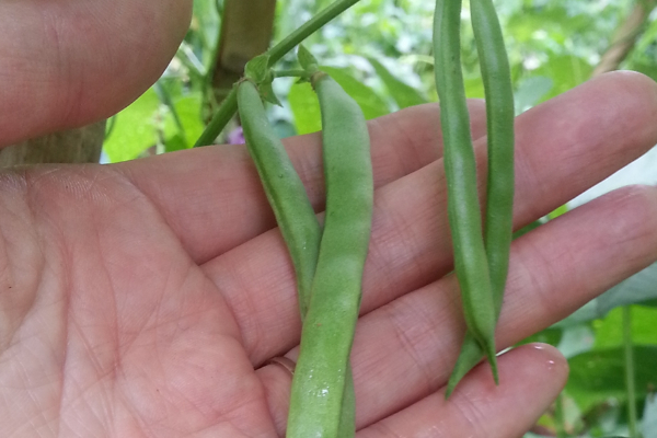 四季豆苗長蟲了怎麼辦