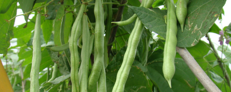 四季豆種植怎麼搭架