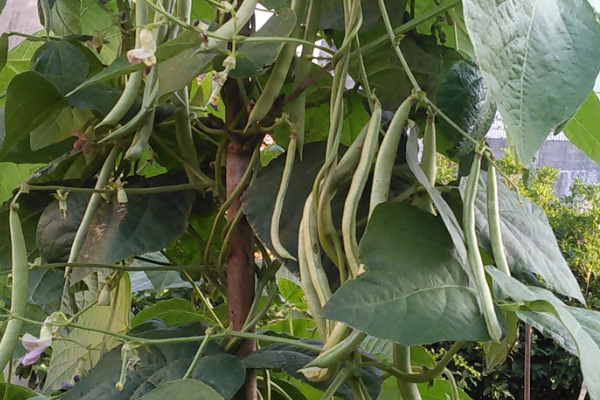 四季豆種植怎麼搭架