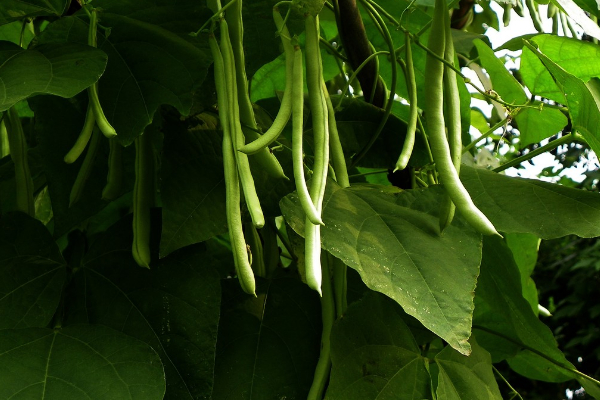 四季豆種植怎麼搭架