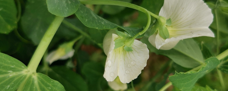 豌豆開花期澆水好嗎