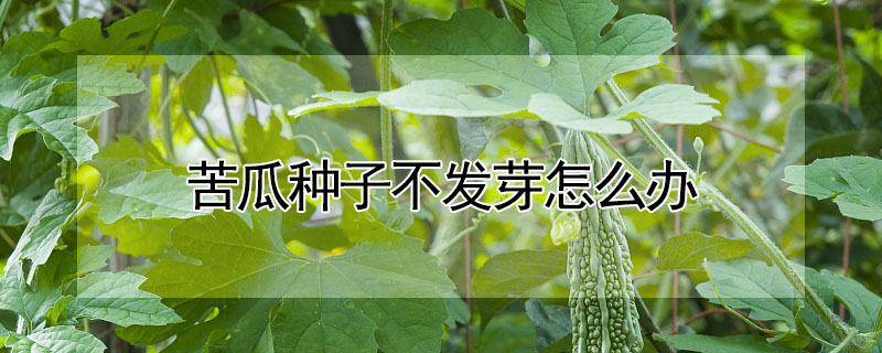 苦瓜種子不發芽怎麼辦