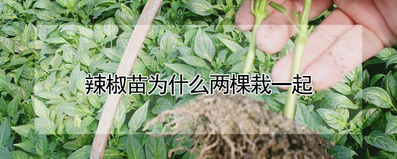 辣椒苗為什麼兩棵栽一起