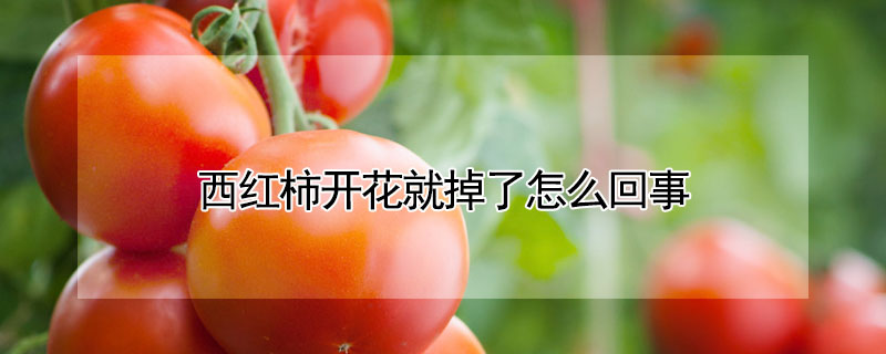 西紅柿開花就掉了怎麼回事